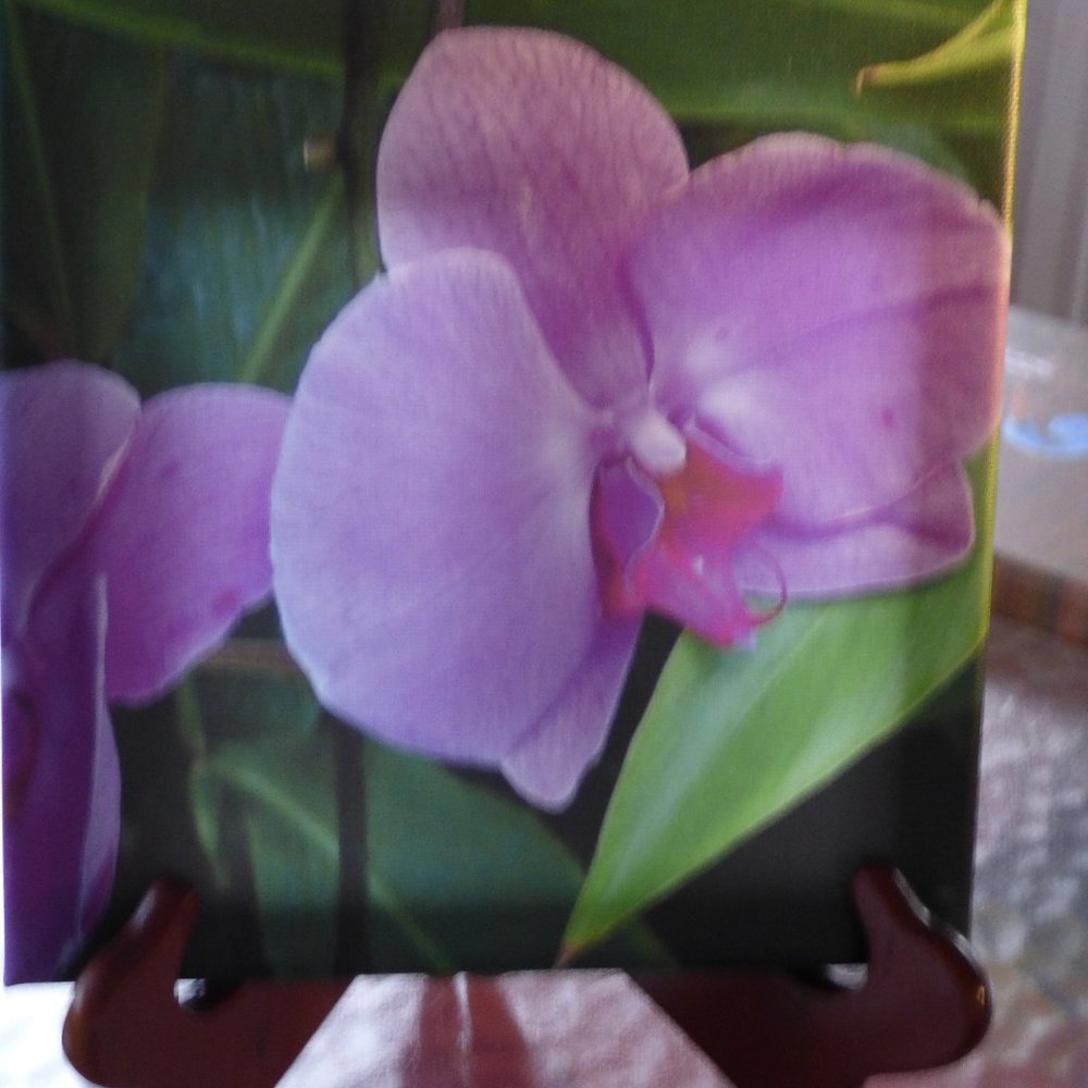 TWO canvases of different orchid photography